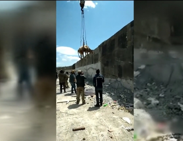 Հրազդանում հետաքրքրասեր կովին տարհանել են վերամբարձ կռունկի միջոցով (տեսանյութ)